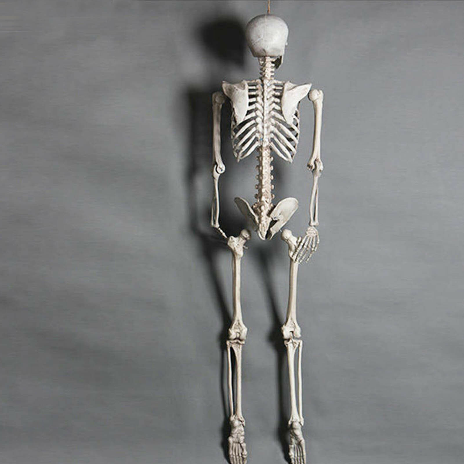 170cm Human Skeleton Life Size Skull Full Body Anatomy Model Halloween Medical Party Bestbuy