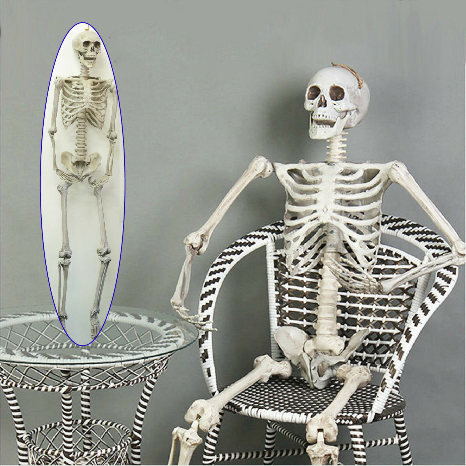 human skeleton model full size